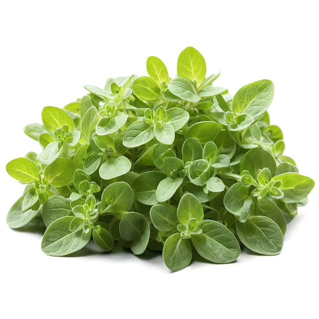 El orégano es una de las plantas más admiradas del Mediterráneo